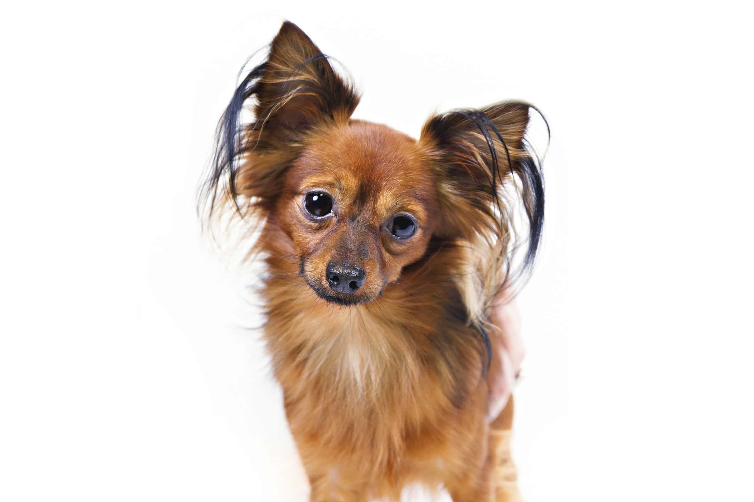 American Kennel Club adds 2 dog breeds to purebred lineup NewsLooks