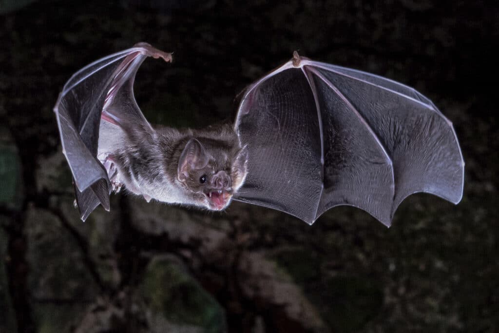 vampire bats