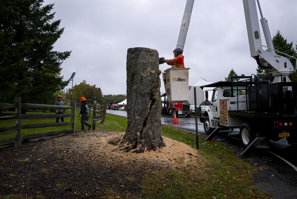 Woodstock’s Historic Message Tree Removed After 55 Years