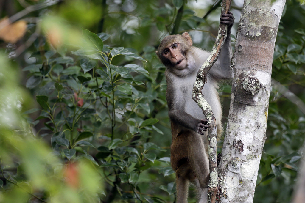 Escaped Monkeys from South Carolina Facility: Recovery Update