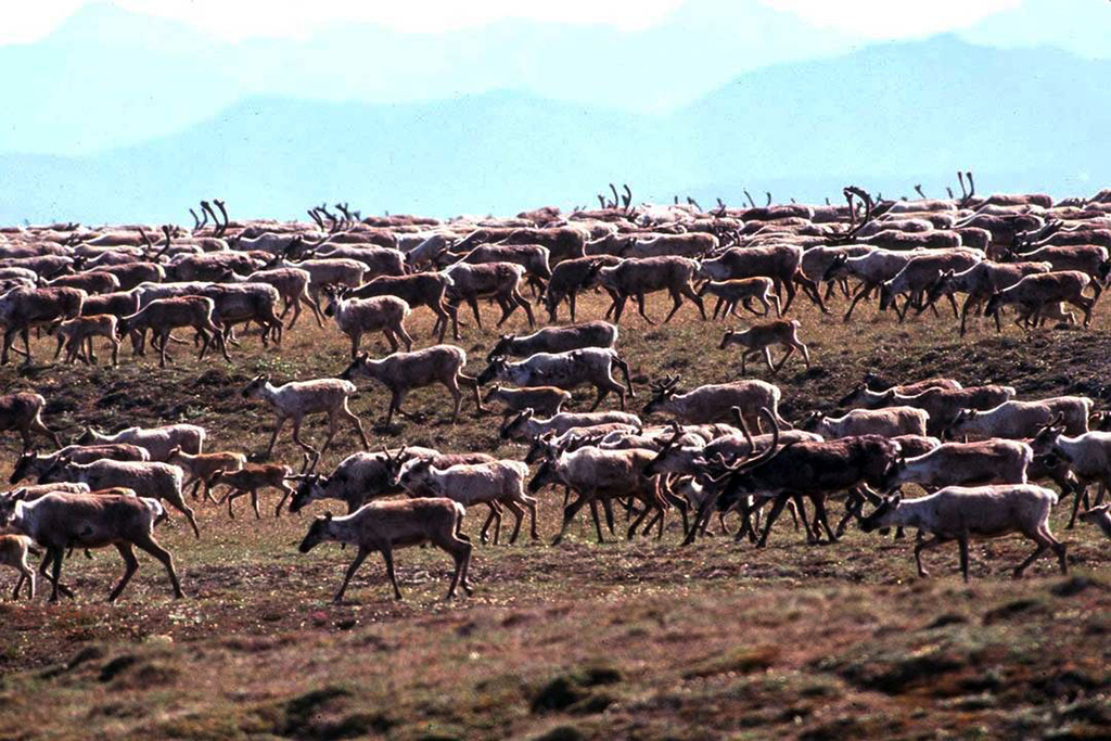 Biden Administration Approves Limited Arctic Refuge Lease Sale