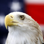 Bald Eagle Officially Declared U.S. National Bird