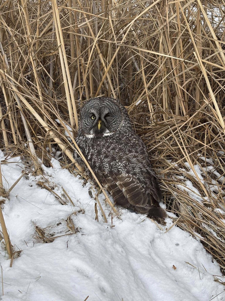 Minnesota Woman Rescues Injured Snowy Owl from Car Grille