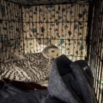 Minnesota Woman Rescues Injured Snowy Owl from Car Grille