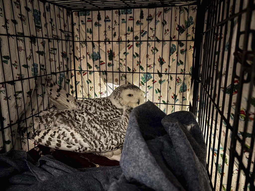 Minnesota Woman Rescues Injured Snowy Owl from Car Grille