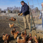 Nevada Suspends Cage-Free Egg Law Amid Soaring Prices