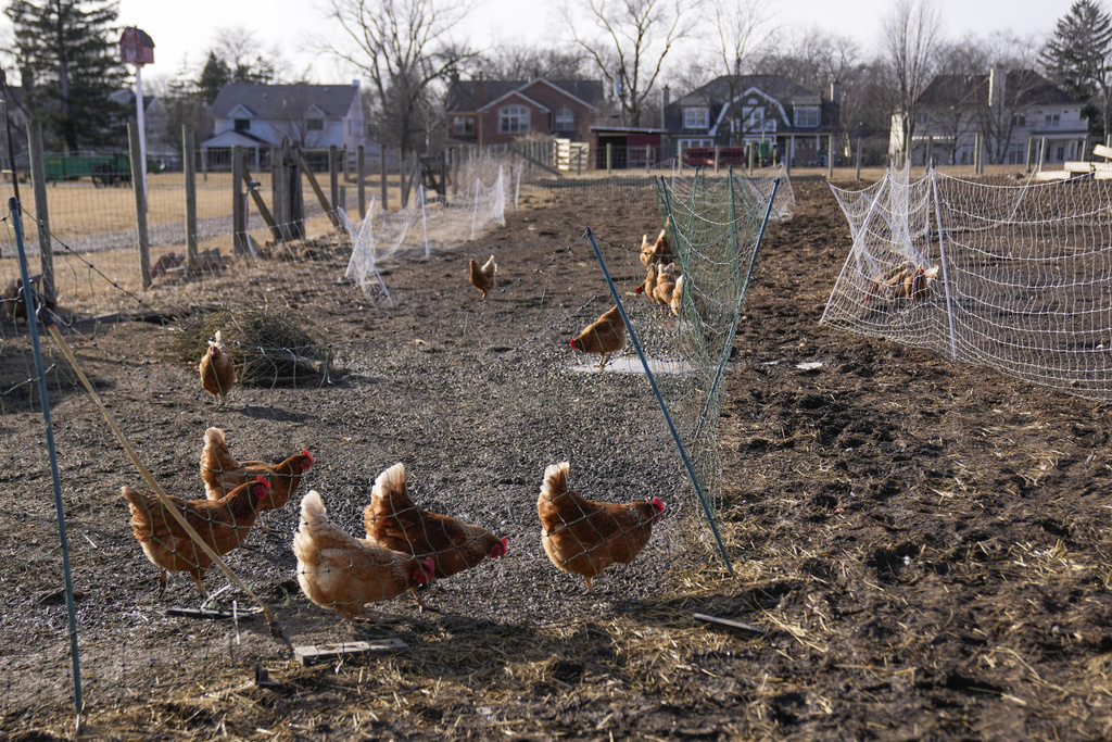 Nevada Suspends Cage-Free Egg Law Amid Soaring Prices