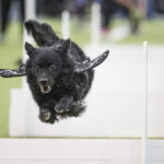 Westminster Agility Competition Showcases Speed and Skill