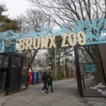 Avian Flu Detected at NYC Zoos, Bird Markets Temporarily Closed