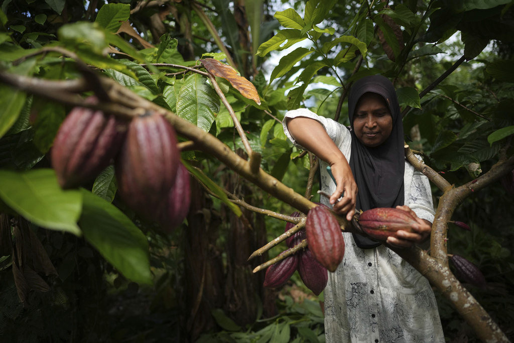 How Indonesian Cocoa Farmers Are Fighting Climate Challenges